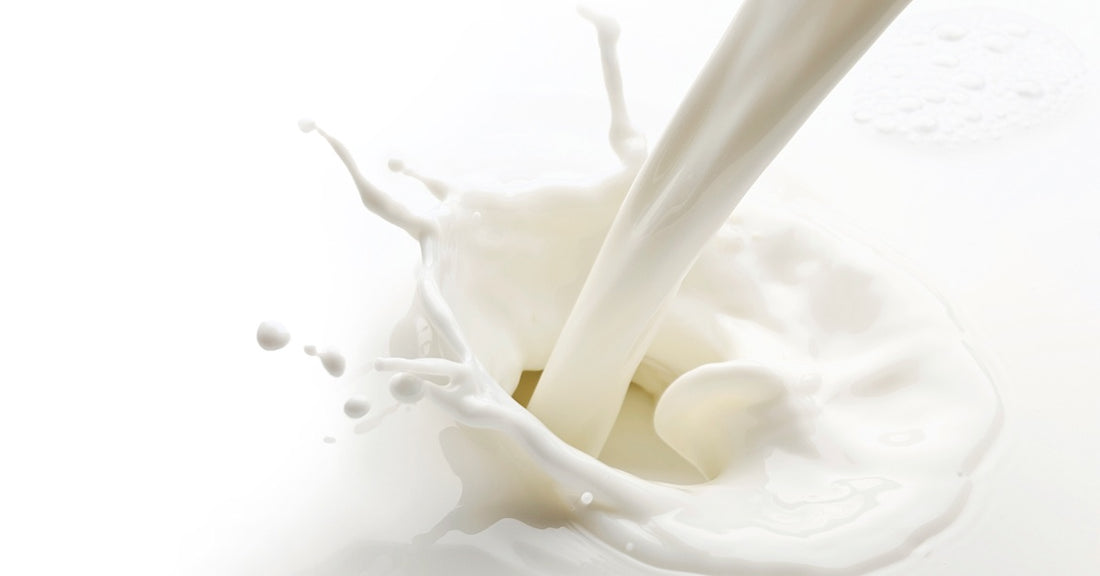 Everything you need to know about Milk Proteins